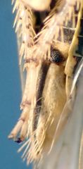 Cicadula
