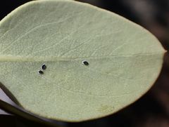 Aleuropleurocelus nigrans