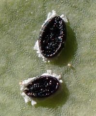 Aleuropleurocelus nigrans