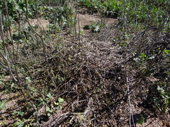 Acromyrmex lobicornis