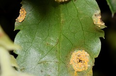 Puccinia madritensis