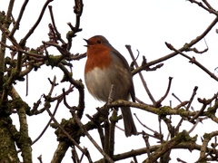 Erithacus rubecula