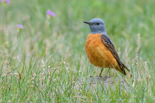 Rufous-tailed Rock-Thrush, Улаганский р-н, Респ. Алтай, Россия, photo 10 of 10