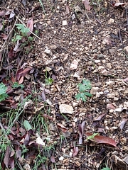 Delphinium cardinale