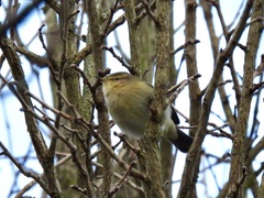Phylloscopus collybita