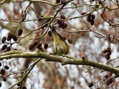 Phylloscopus collybita