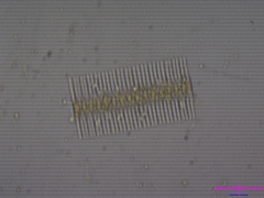 Fragilaria