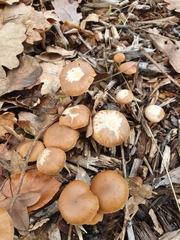 Tubaria romagnesiana