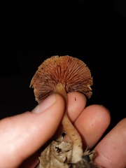 Tubaria romagnesiana