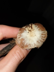 Tubaria romagnesiana