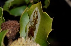 Phyllonorycter belotella