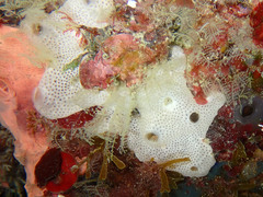 Lissoclinum perforatum