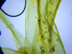 Hymenoloma crispulum