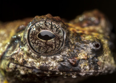 Dendropsophus marmoratus