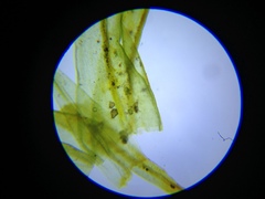 Hymenoloma crispulum