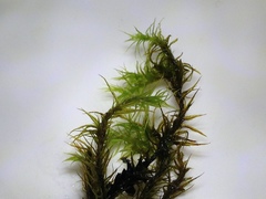 Hymenoloma crispulum