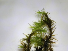 Hymenoloma crispulum