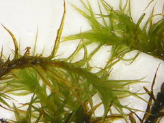 Hymenoloma crispulum