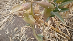 Asclepias glaucescens