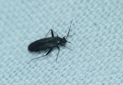 Orthocephalus saltator