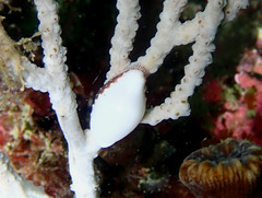 Simnia spelta