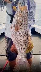 Plectropomus areolatus