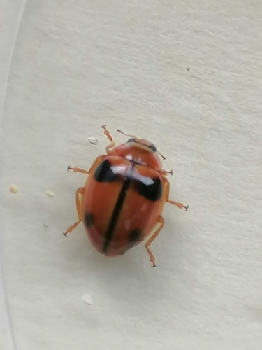 Xanthadalia effusa