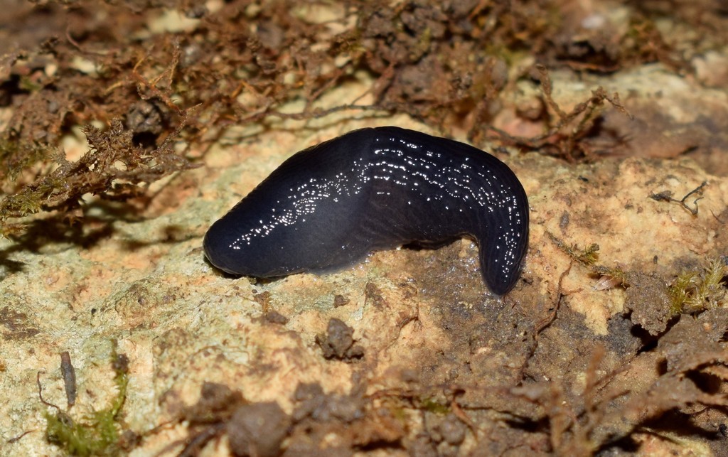 Deroceras samium