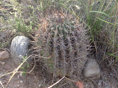 Echinopsis leucantha