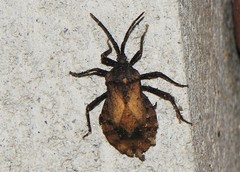 Spartocera fusca
