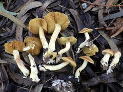 Cortinarius clelandii