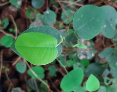 Pterocarpus santalinus