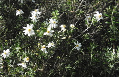 Chiliotrichum diffusum