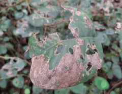 Pterocarpus santalinus