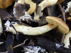 Cortinarius clelandii