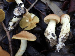 Cortinarius clelandii