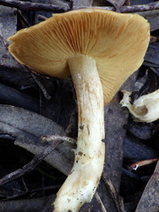 Cortinarius clelandii