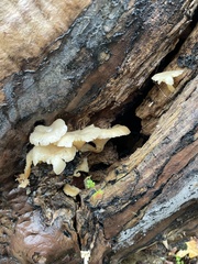 Lentinellus flabelliformis