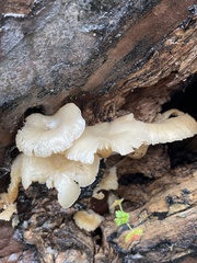 Lentinellus flabelliformis