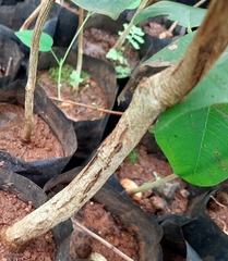 Pterocarpus santalinus