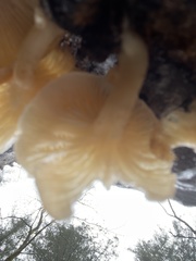 Lentinellus flabelliformis