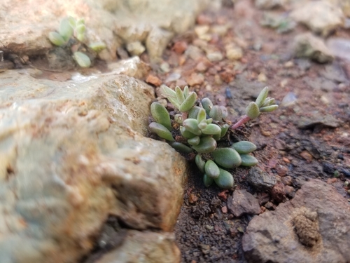 Dudleya variegata