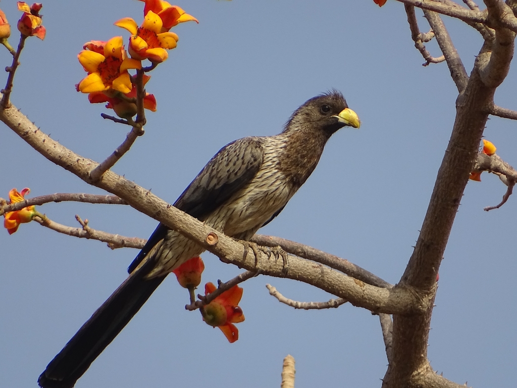 Plantain-eaters and Go-away-birds
