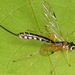 Rhyssella humida - Photo (c) skitterbug, algunos derechos reservados (CC BY), subido por skitterbug