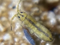 Desoria trispinata