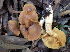 Cortinarius clelandii