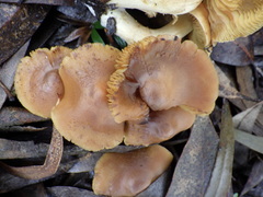 Cortinarius clelandii
