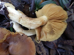 Cortinarius clelandii