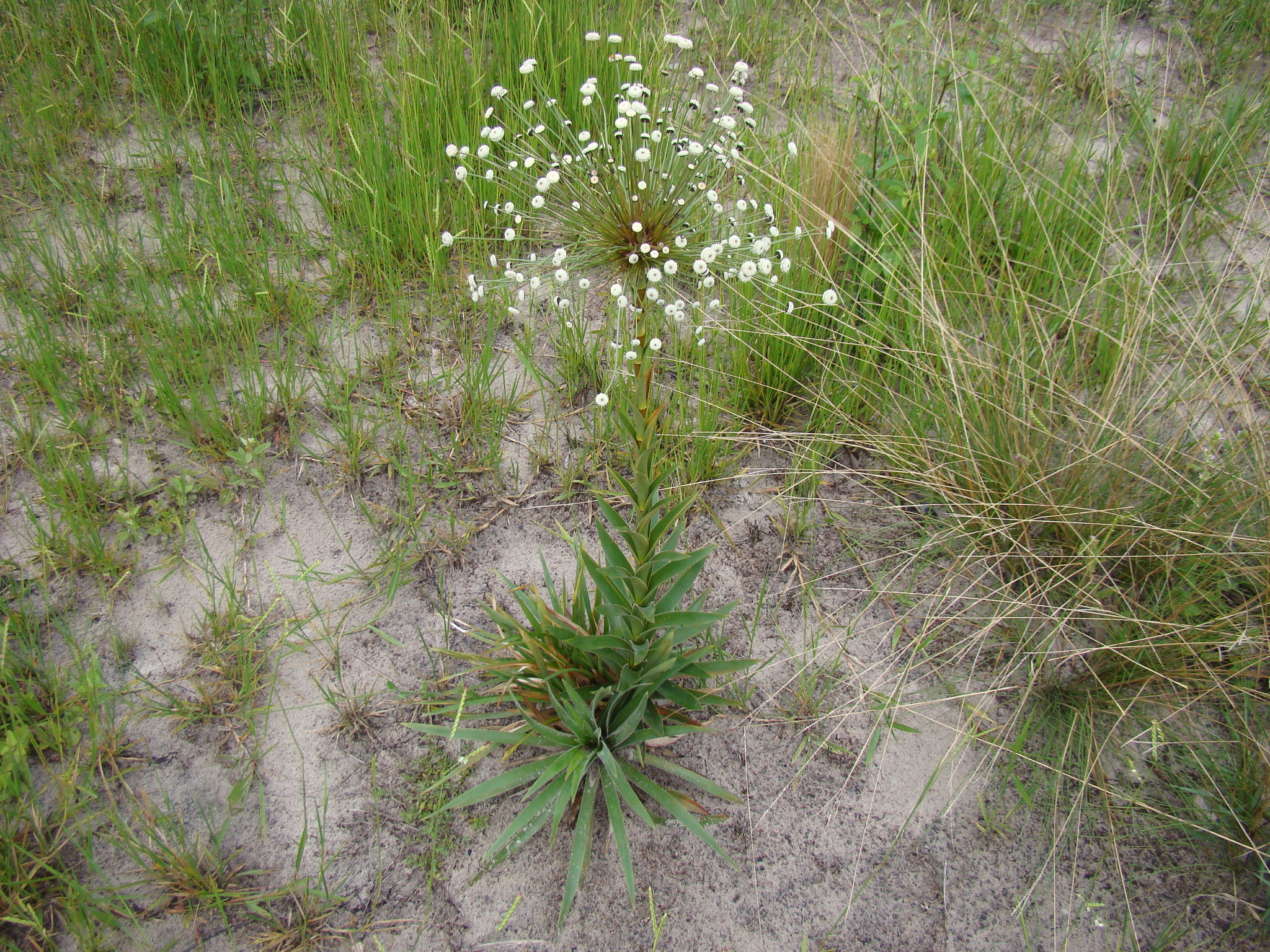 Paepalanthus chiquitensis