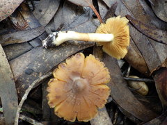Cortinarius clelandii